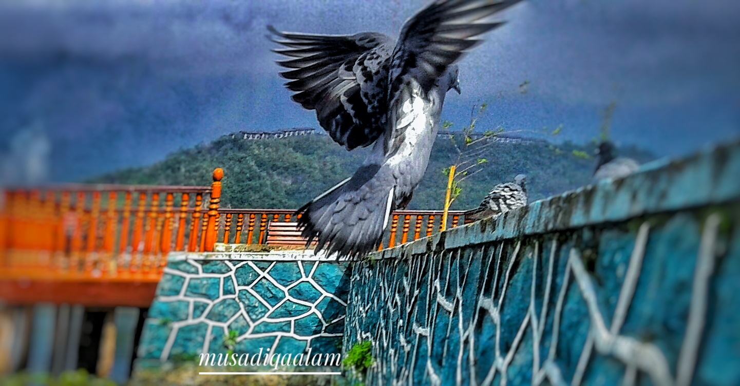 kashmir photo